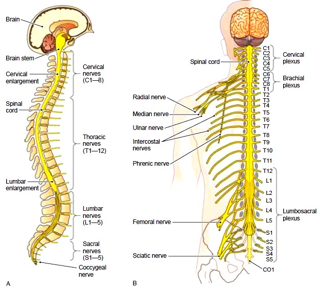 spinal cord layout